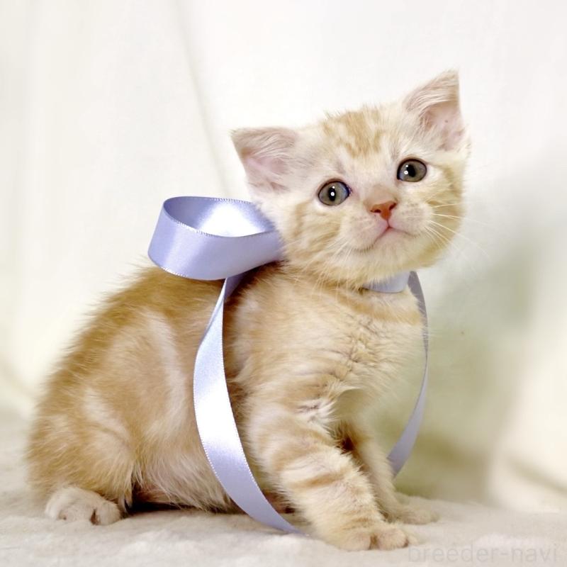 販売中の栃木県のマンチカン-133765の10枚目