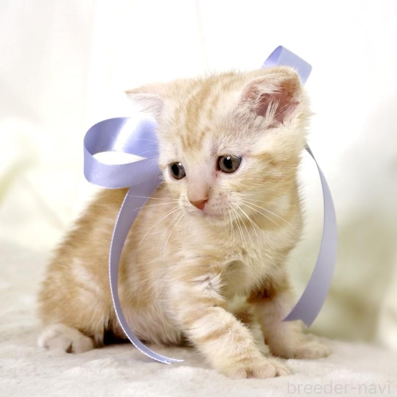 販売中の栃木県のマンチカン-133765の9枚目