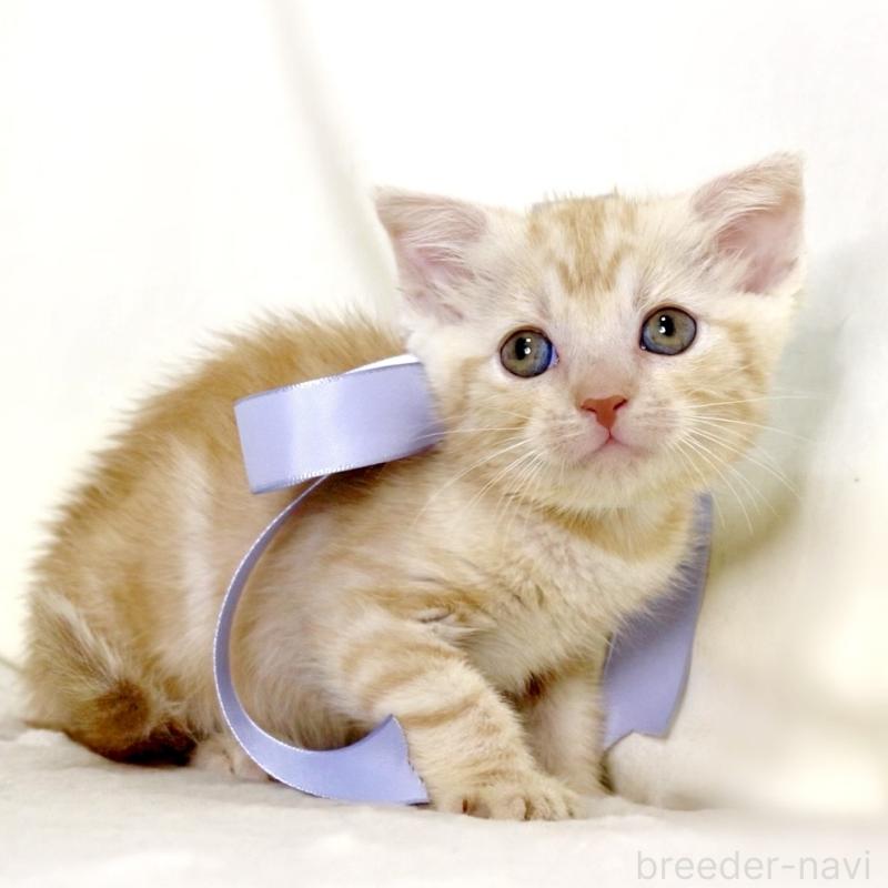 販売中の栃木県のマンチカン-133765の8枚目