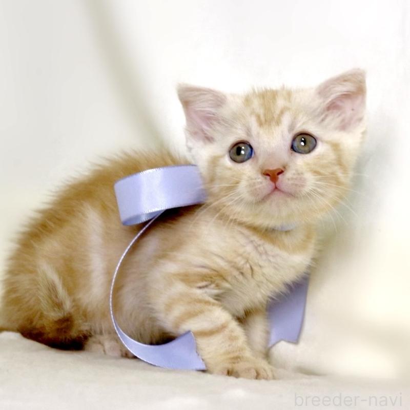 販売中の栃木県のマンチカン-133765の7枚目