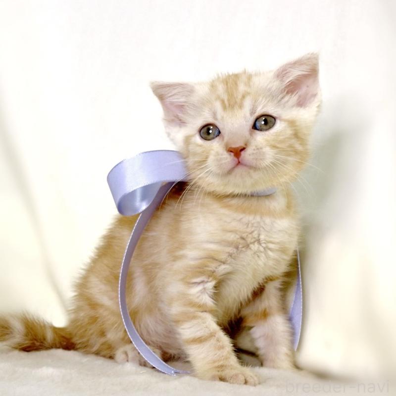 販売中の栃木県のマンチカン-133765の6枚目