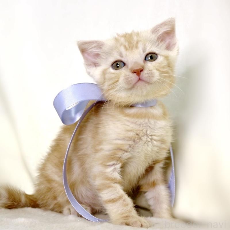 販売中の栃木県のマンチカン-133765の5枚目