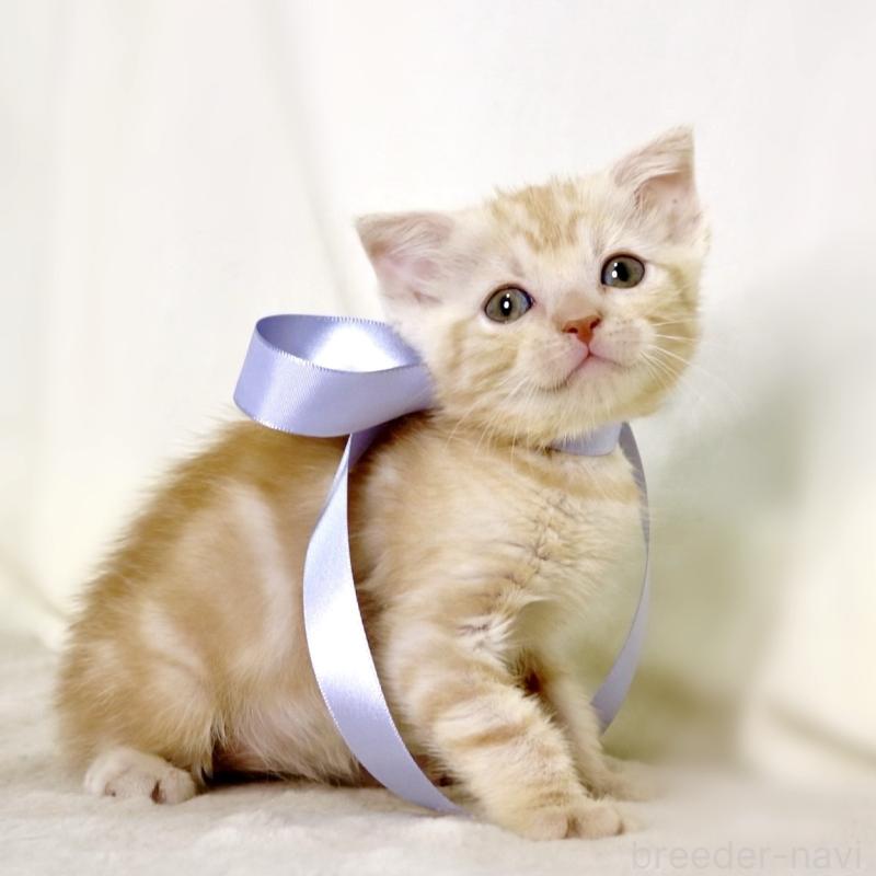 販売中の栃木県のマンチカン-133765の3枚目