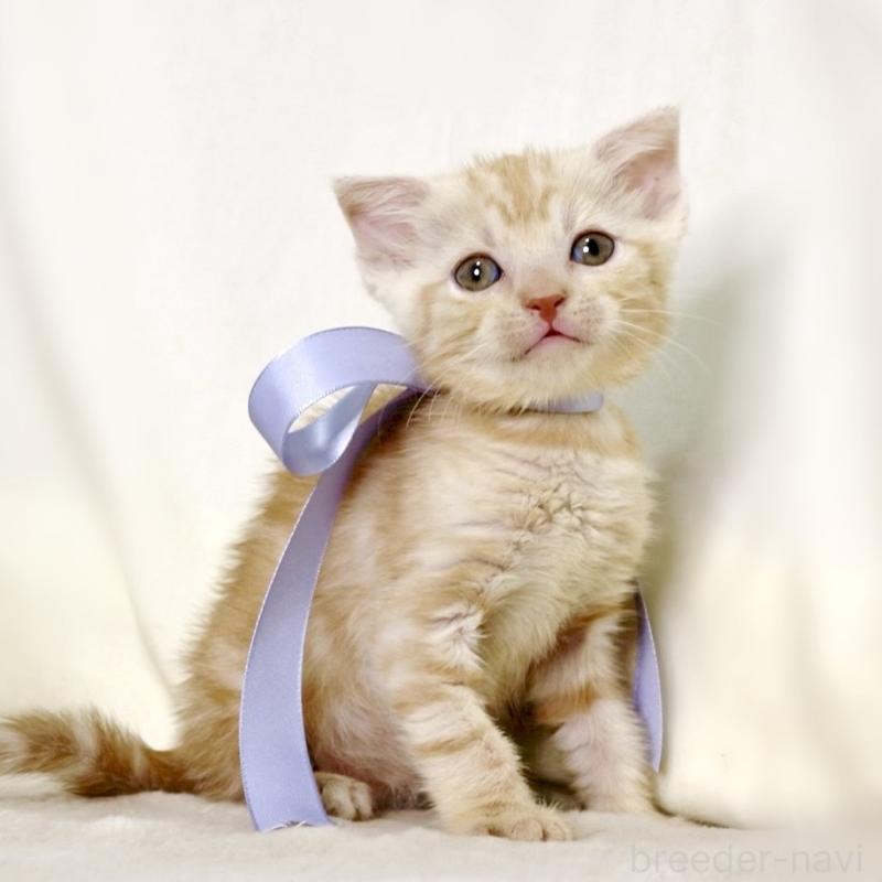 販売中の栃木県のマンチカン-133765の2枚目