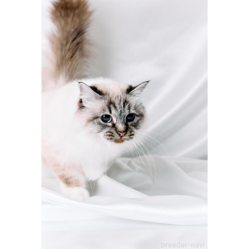 ALABELLA(アラベラ)ちゃん1枚目