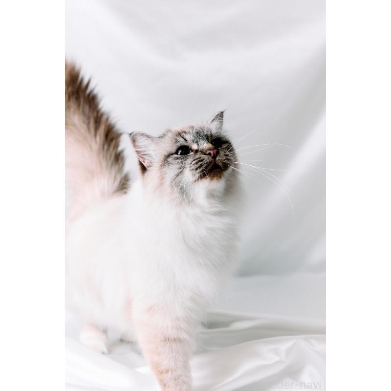 ALABELLA(アラベラ)ちゃん1枚目