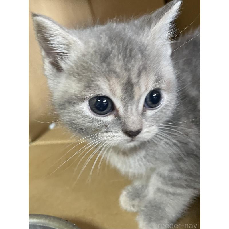 販売中の静岡県のマンチカン-133767の10枚目