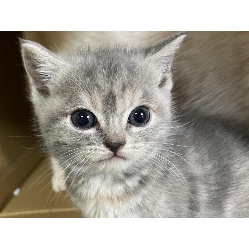 販売中の静岡県のマンチカン-133767の9枚目