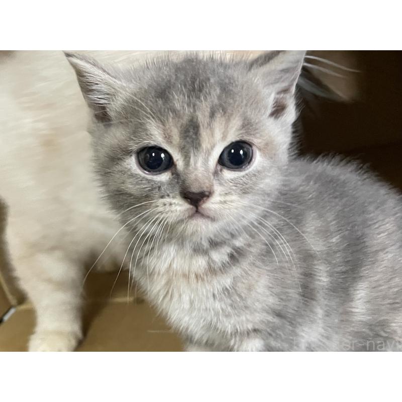 販売中の静岡県のマンチカン-133767の8枚目