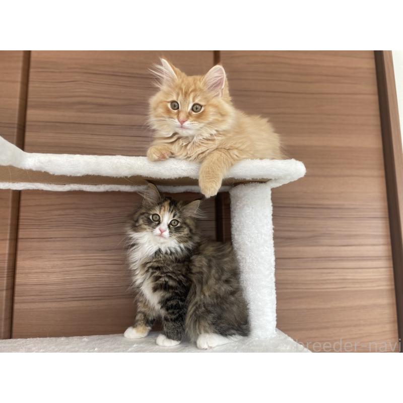 販売中の千葉県のサイベリアン-129142の14枚目