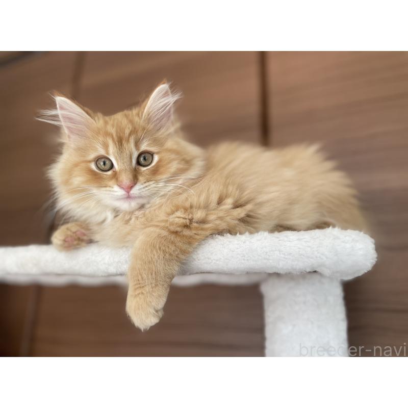 販売中の千葉県のサイベリアン-129142の13枚目