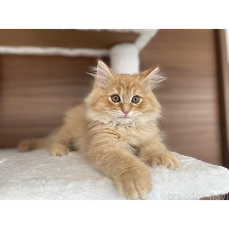 販売中の千葉県のサイベリアン-129142の12枚目