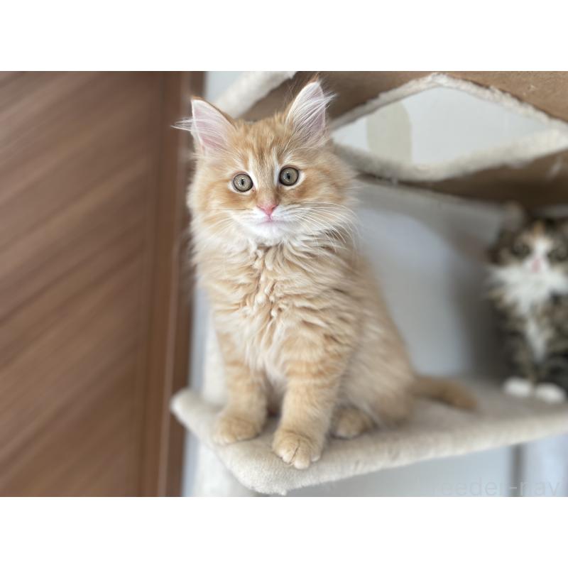 販売中の千葉県のサイベリアン-129142の11枚目