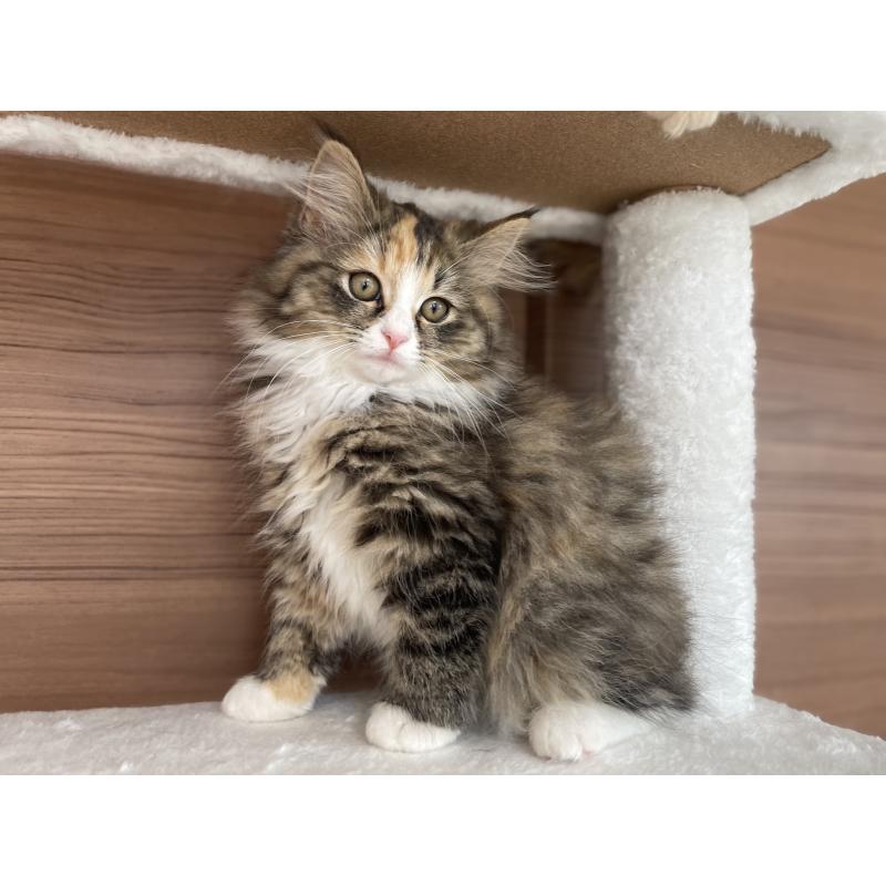 販売中の千葉県のサイベリアン-129137の13枚目