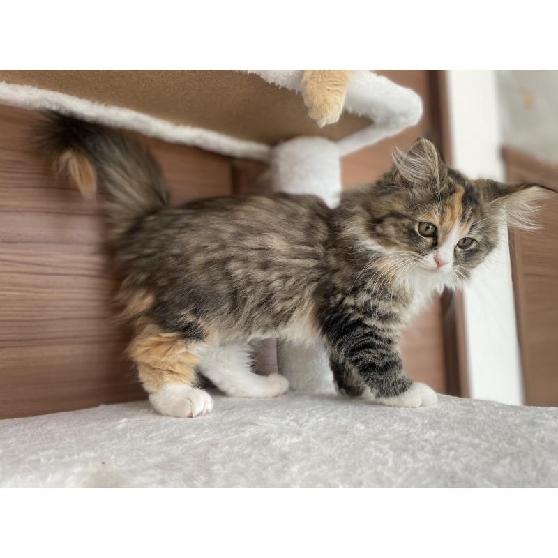 販売中の千葉県のサイベリアン-129137の11枚目