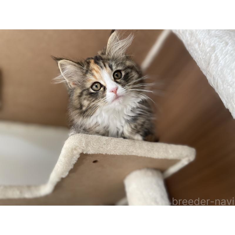 販売中の千葉県のサイベリアン-129137の10枚目