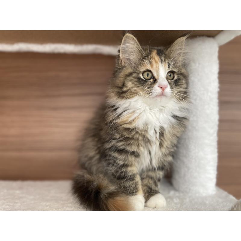 販売中の千葉県のサイベリアン-129137の9枚目