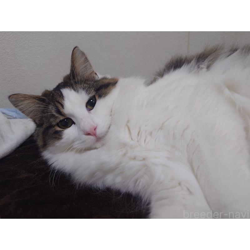 販売中の埼玉県のノルウェージャンフォレストキャット-118662の6枚目