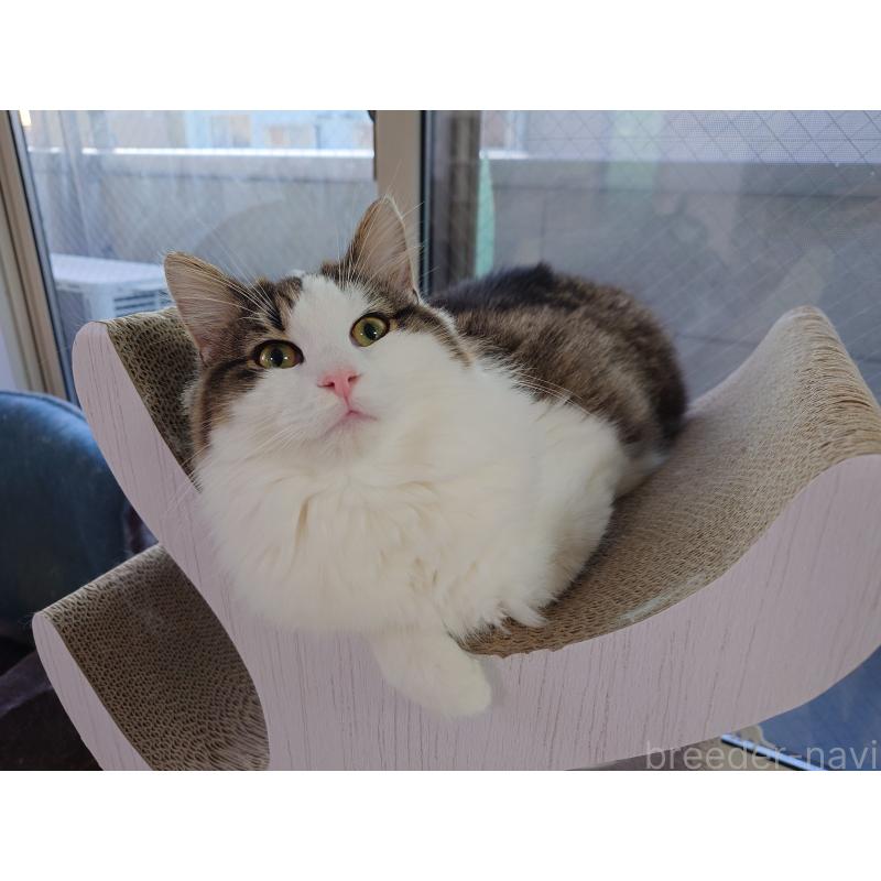 販売中の埼玉県のノルウェージャンフォレストキャット-118662の4枚目