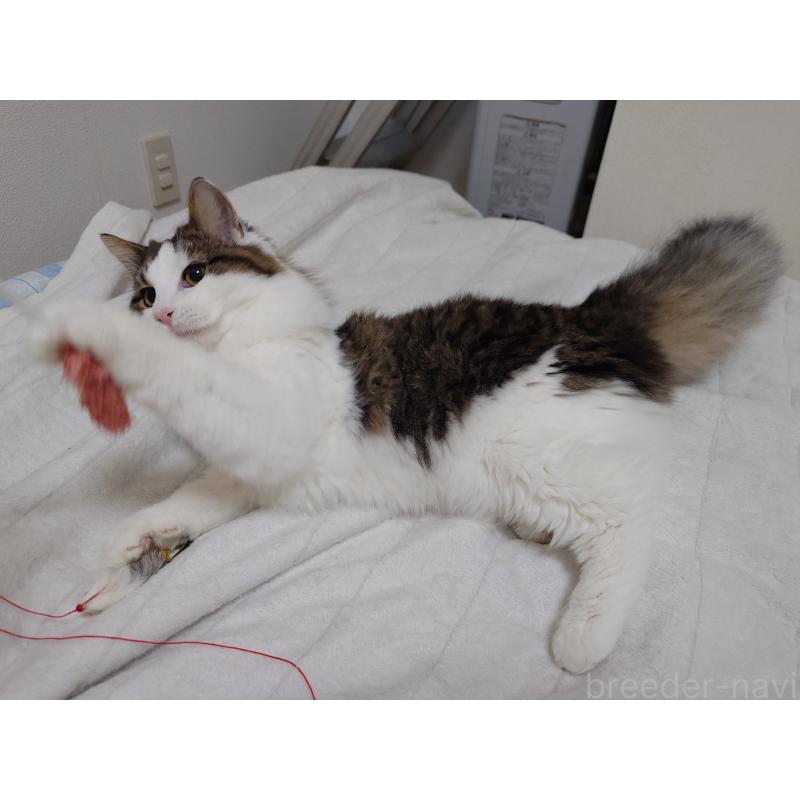 販売中の埼玉県のノルウェージャンフォレストキャット-118662の3枚目