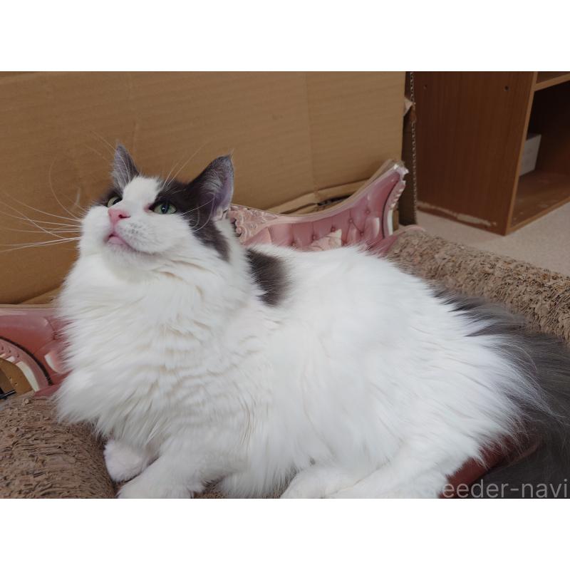 販売中の埼玉県のノルウェージャンフォレストキャット-103929の6枚目