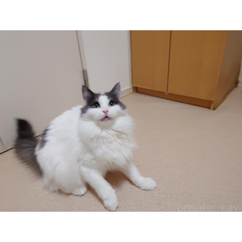 販売中の埼玉県のノルウェージャンフォレストキャット-103929の4枚目