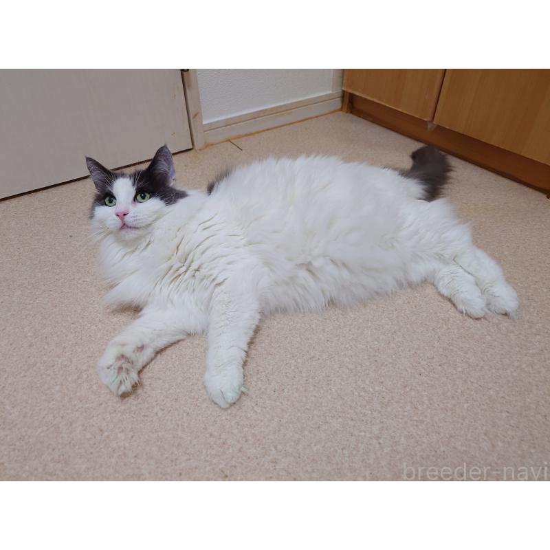 販売中の埼玉県のノルウェージャンフォレストキャット-103929の3枚目