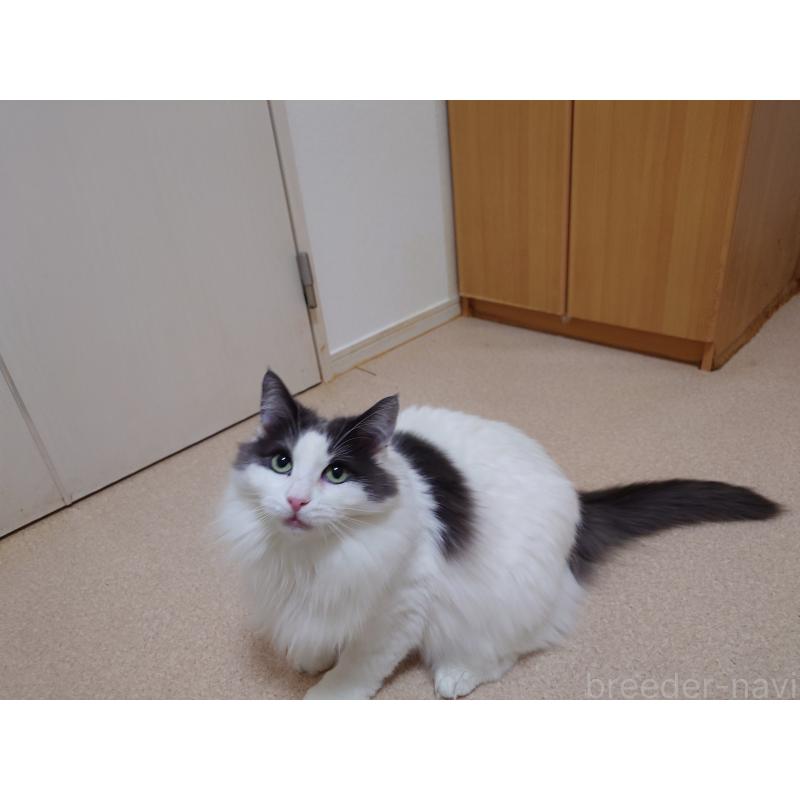 販売中の埼玉県のノルウェージャンフォレストキャット-103929の2枚目
