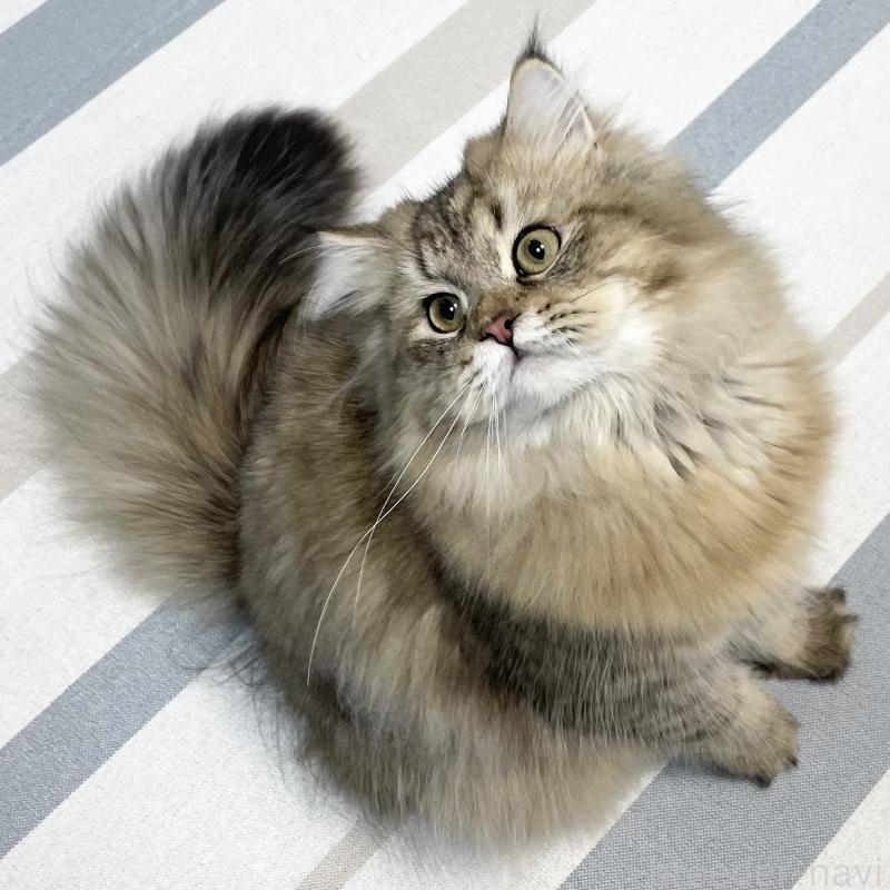 販売中の愛知県のミヌエット-117957