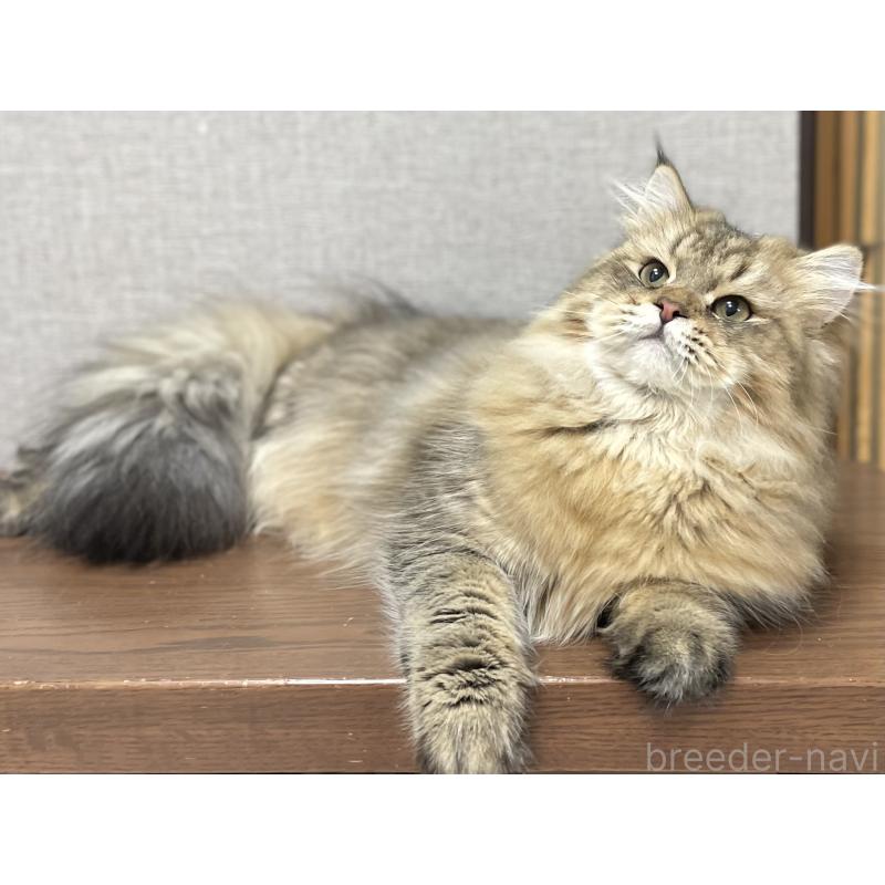 成約済の愛知県のミヌエット-117957の15枚目