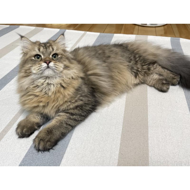 成約済の愛知県のミヌエット-117957の11枚目