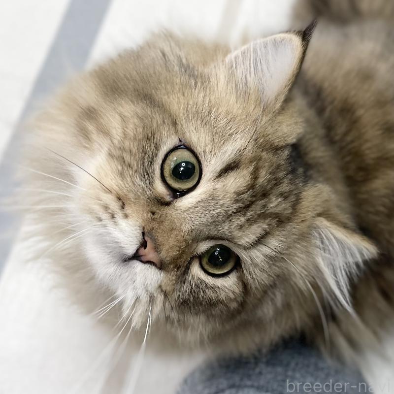 成約済の愛知県のミヌエット-117957の6枚目