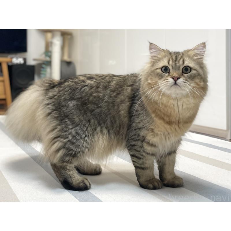 販売中の愛知県のミヌエット-117954の15枚目