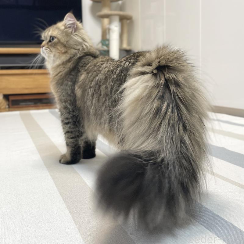 販売中の愛知県のミヌエット-117954の14枚目