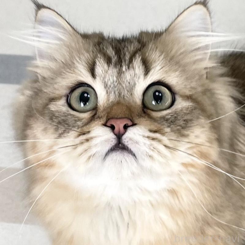 販売中の愛知県のミヌエット-117954の13枚目