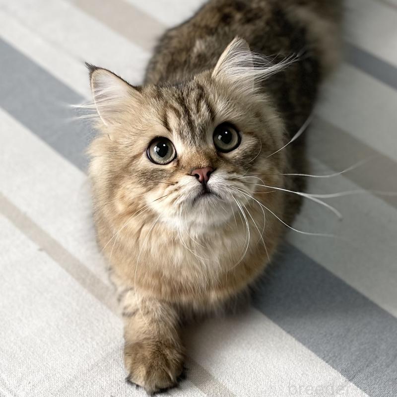 販売中の愛知県のミヌエット-117954の11枚目