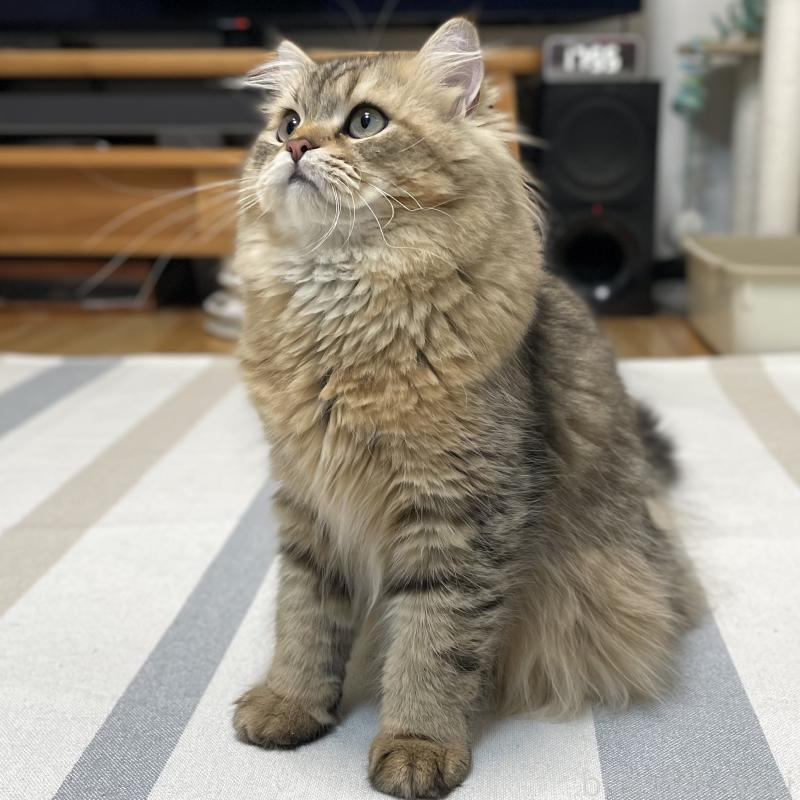 販売中の愛知県のミヌエット-117954の9枚目