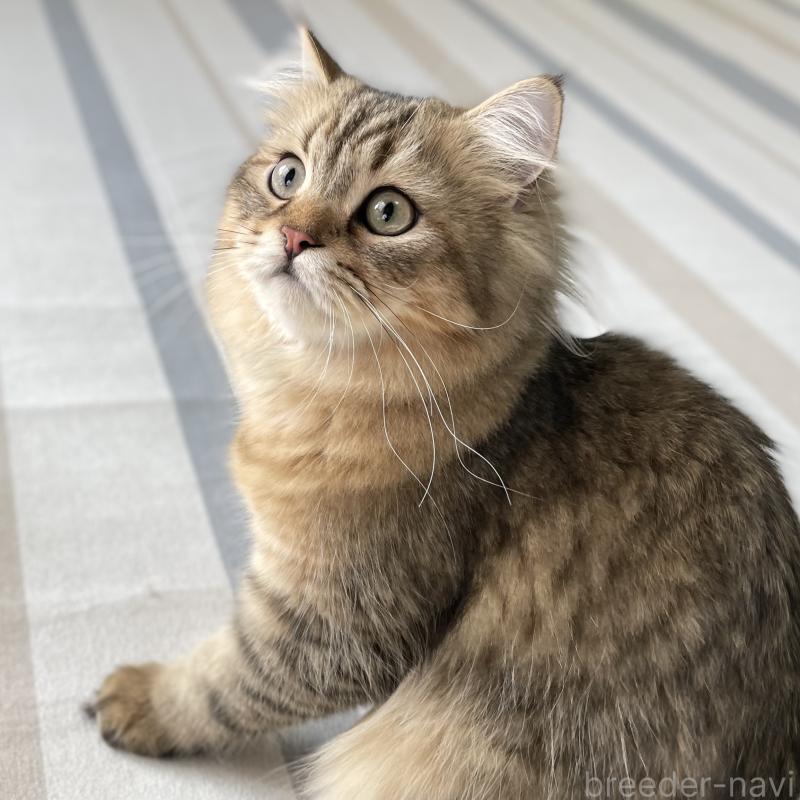 販売中の愛知県のミヌエット-117954の7枚目