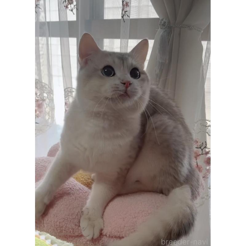 販売中の岐阜県のブリティッシュショートヘア-133769の8枚目