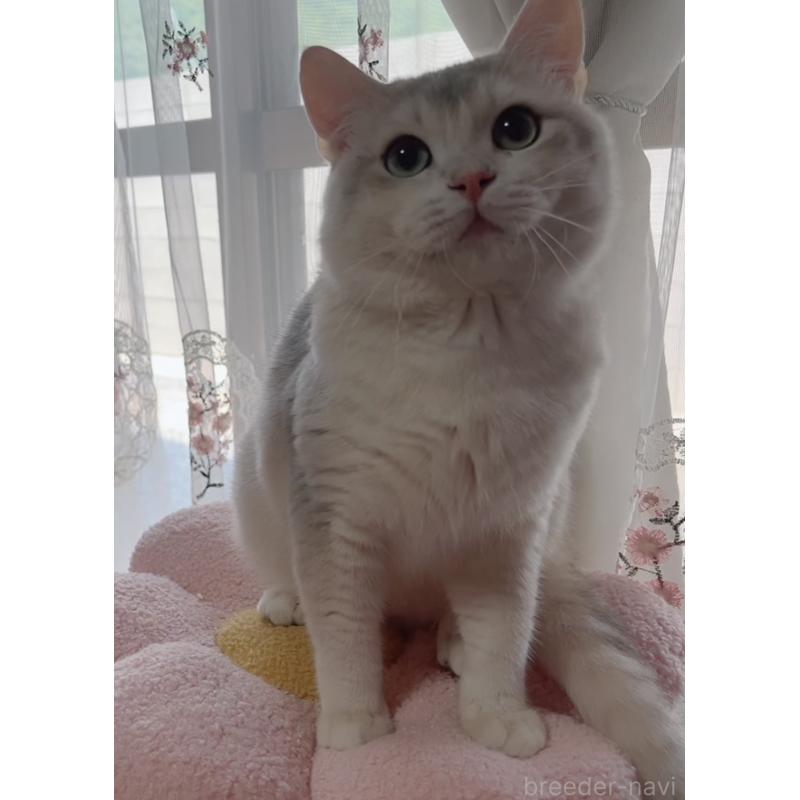 販売中の岐阜県のブリティッシュショートヘア-133769の7枚目