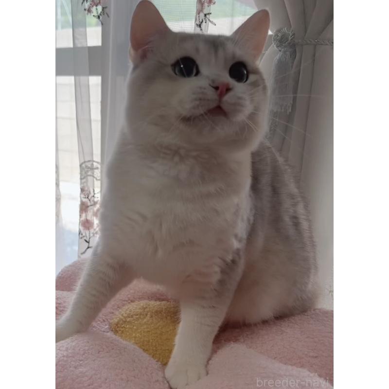 販売中の岐阜県のブリティッシュショートヘア-133769の6枚目