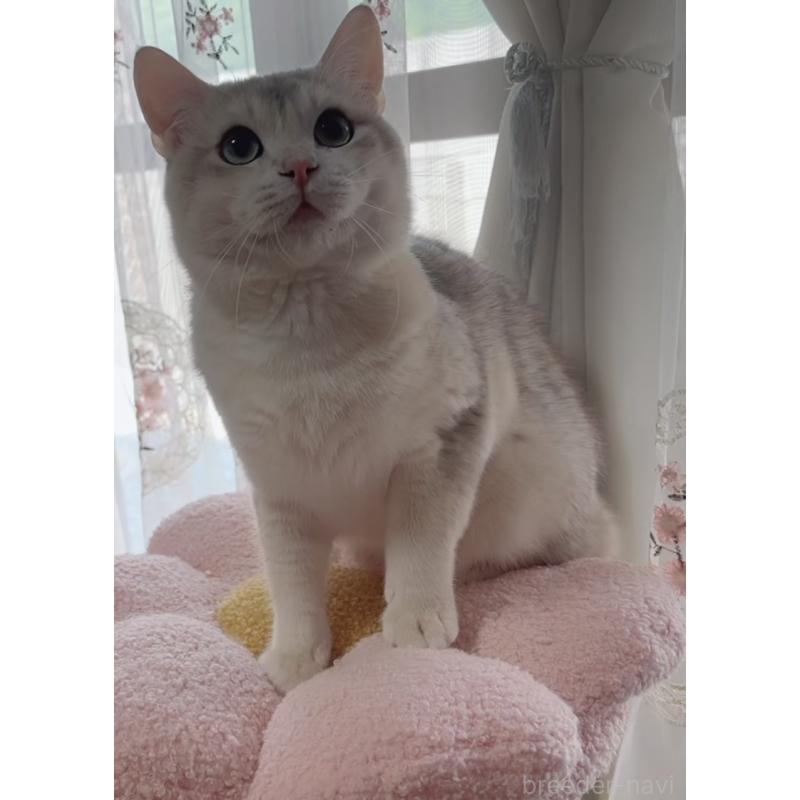 販売中の岐阜県のブリティッシュショートヘア-133769の5枚目