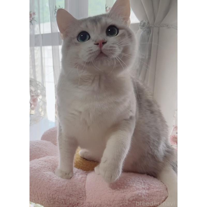 販売中の岐阜県のブリティッシュショートヘア-133769の4枚目