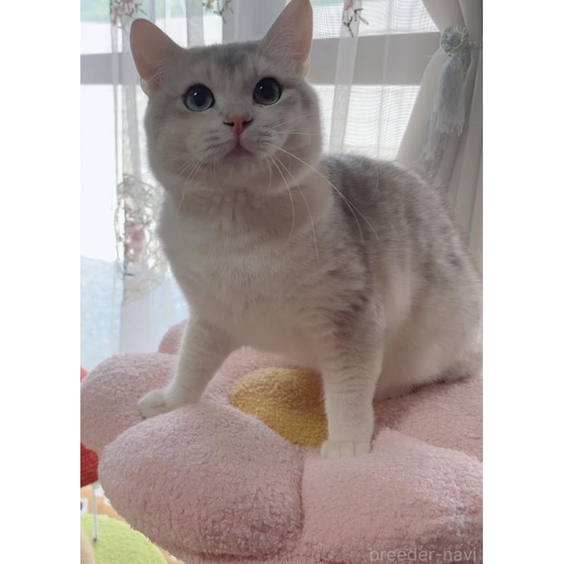 販売中の岐阜県のブリティッシュショートヘア-133769の3枚目