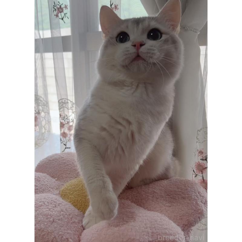 販売中の岐阜県のブリティッシュショートヘア-133769の2枚目