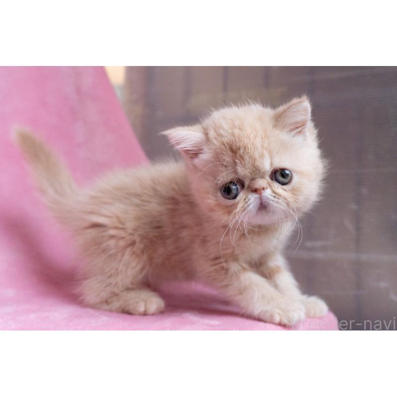 販売中の東京都のエキゾチックショートヘア-132295の20枚目