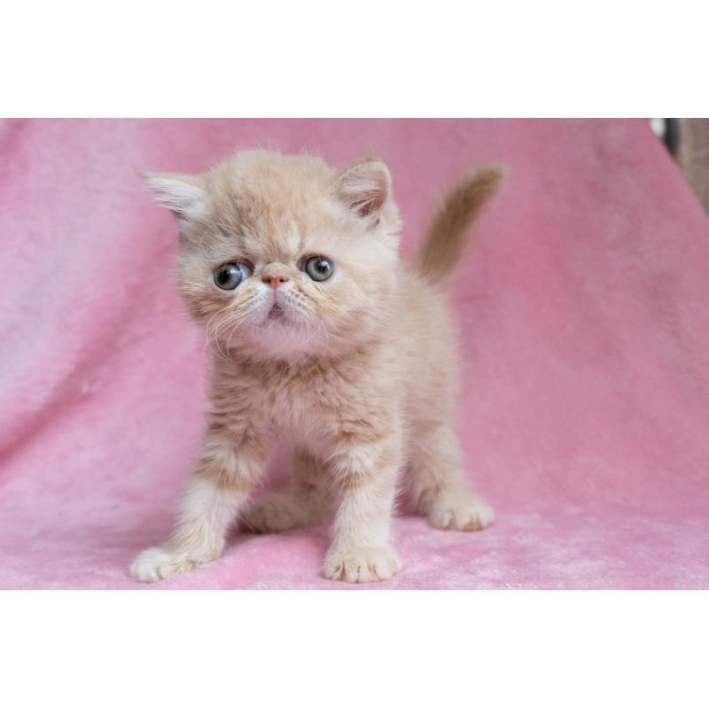 販売中の東京都のエキゾチックショートヘア-132295の19枚目