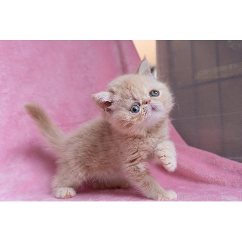 販売中の東京都のエキゾチックショートヘア-132295の18枚目