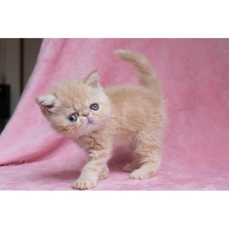 販売中の東京都のエキゾチックショートヘア-132295の17枚目