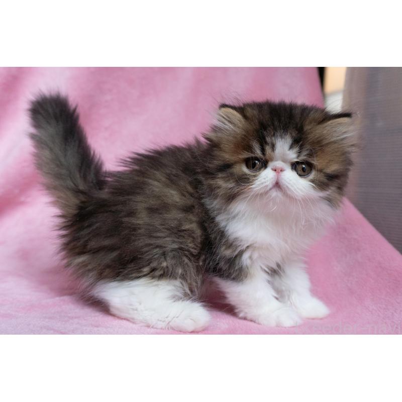 販売中の東京都のエキゾチックロングヘア-132297の20枚目